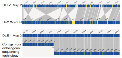 光學圖譜比對發(fā)現(xiàn)Hi-C中錯誤定位片段