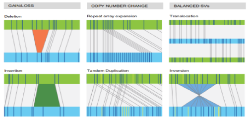 光學圖譜（藍）與參考序列（綠）比對檢測結(jié)構(gòu)變異