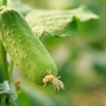 《Science》ARF3介導(dǎo)的生長素信號(hào)對(duì)黃瓜性別決定至關(guān)重要