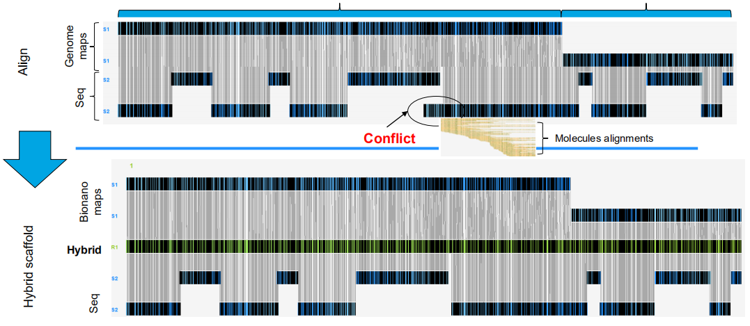 Bionano檢測并糾正序列中的錯誤裝配后將NGS contigs定向成超長scaffold