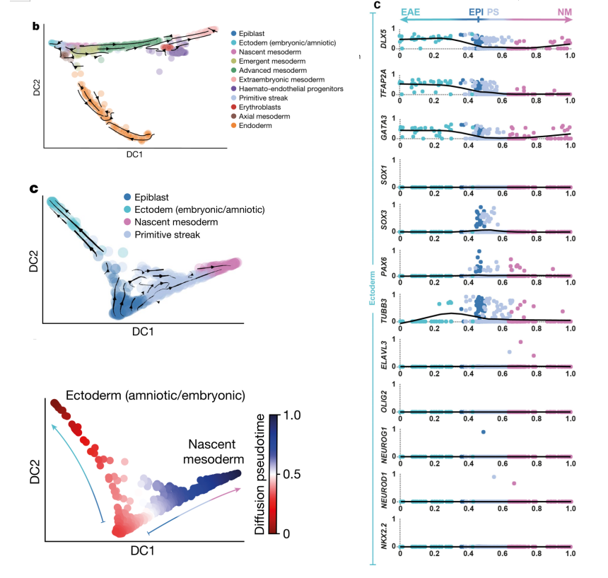 RNA速度分析解析原腸胚分化軌跡