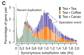 茶樹全基因組復(fù)制事件