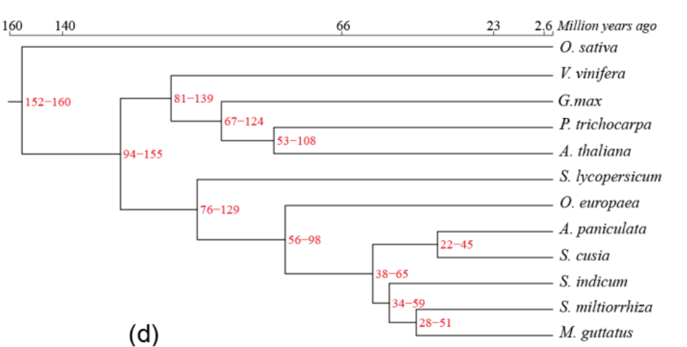 馬蘭及其近緣種分化時間