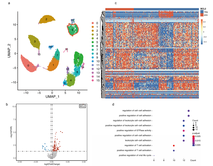 CD4+ T細(xì)胞中的BCL-2表達(dá)與T細(xì)胞活化、增殖相關(guān)