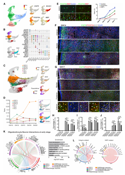 OL成熟過程中的轉(zhuǎn)錄動(dòng)力學(xué)