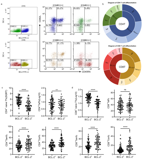 CLL中BCL-2陽性和陰性T細(xì)胞的分化