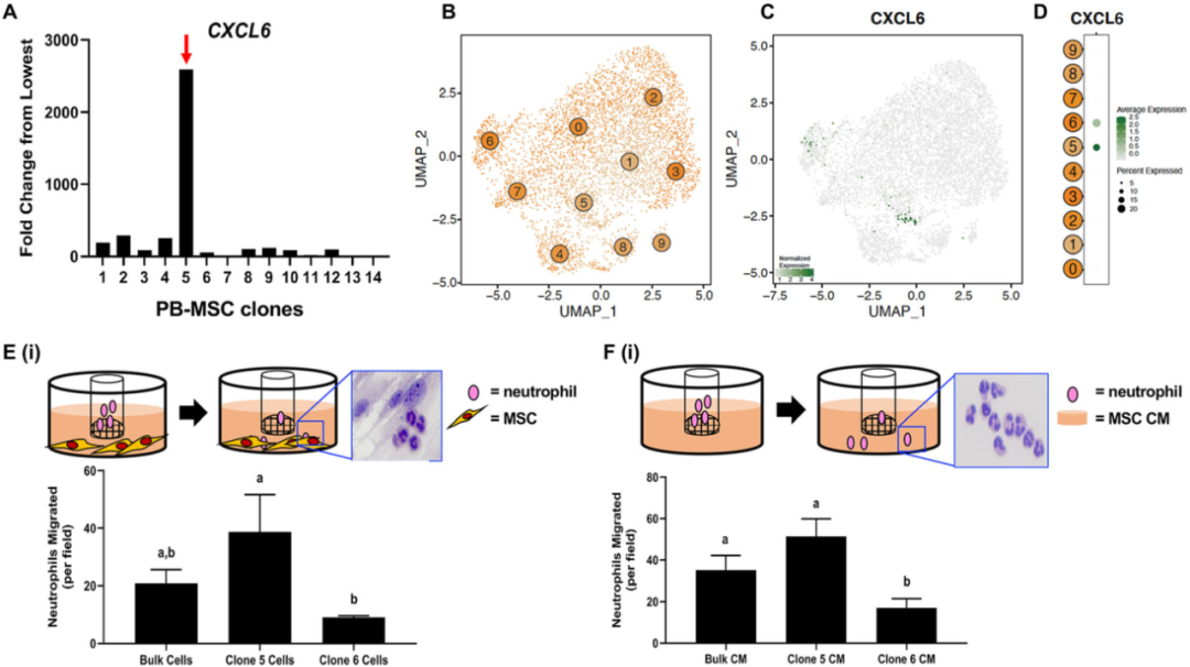 圖6外周血（PB）來源的間充質(zhì)基質(zhì)細(xì)胞（MSCs）來源內(nèi)的異質(zhì)性轉(zhuǎn)化為不同的化學(xué)吸引能力