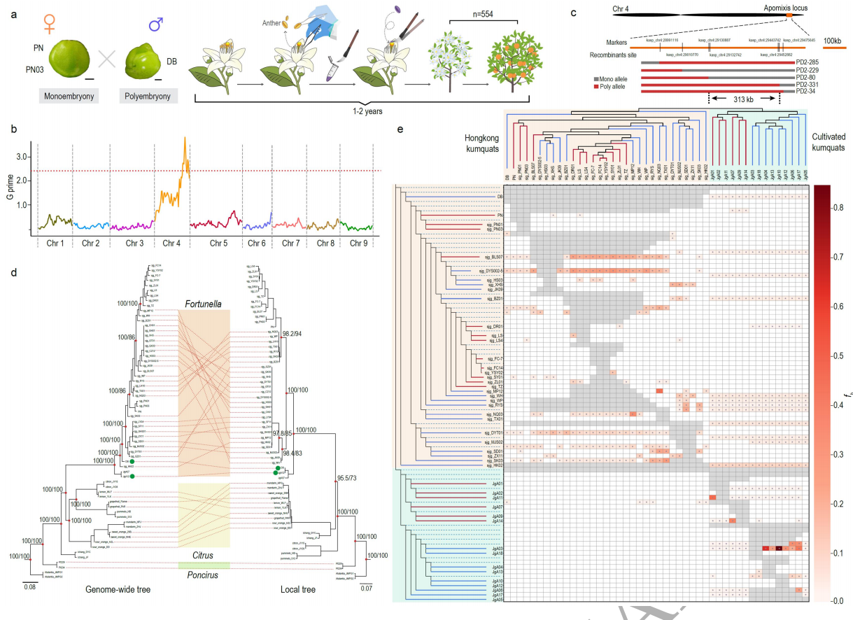 圖4 有性生殖向無融合生殖過渡的候選位點(diǎn)