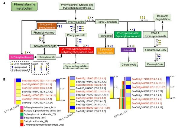 在 C6 和 C18 品種中響應(yīng) CS 的苯丙氨酸代謝途徑