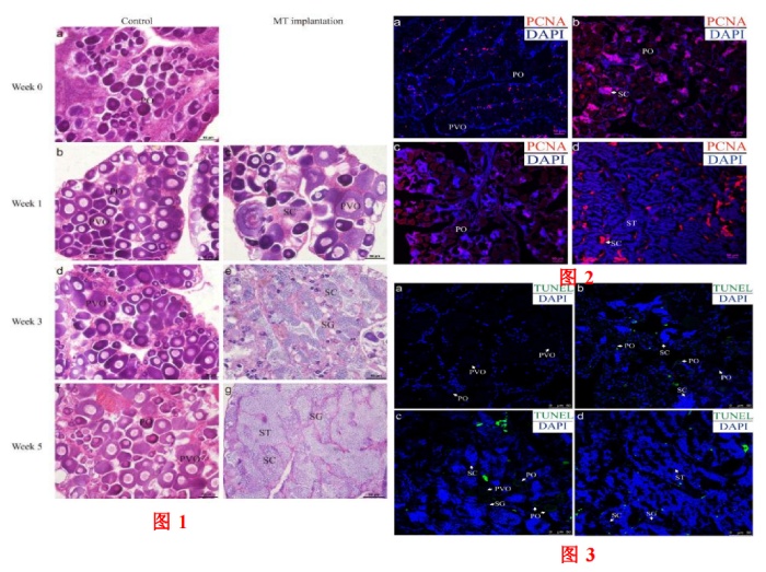 圖 1+2+3 人工性別逆轉(zhuǎn)以及性腺的增殖檢測(cè)和胞凋亡的檢測(cè)
