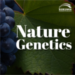 【項(xiàng)目文章】Nature Genetics | 國內(nèi)科學(xué)家團(tuán)隊在葡萄屬超級泛基因組研究中獲得重大突破