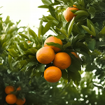 JIPB | 西南大學(xué)柑桔研究所與合作者為柑橘物種的起源和進(jìn)化提供了新見解