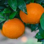 Plant J | ATAC-seq助力院士團(tuán)隊在柑橘無融合生殖和FhRWP功能探索中取得新進(jìn)展