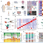 項(xiàng)目文章 | 時空多組學(xué)技術(shù)助力科學(xué)家團(tuán)隊在國際著名期刊發(fā)表最新成果
