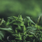 SLAF-seq技術(shù)助力科學(xué)家團(tuán)隊構(gòu)建油茶DNA指紋圖譜