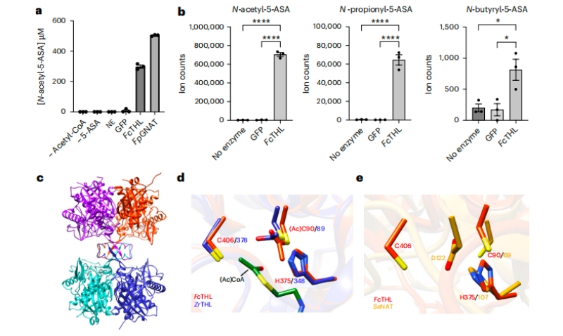 圖3?5-ASA在體外的乙?；钚缘淖C實