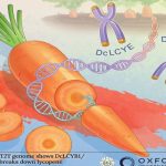 《Horticulture Research》封面文章：紅色胡蘿卜中番茄紅素積累的遺傳機(jī)制