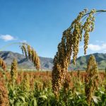 《Cell》：揭示缺磷環(huán)境促進(jìn)作物SL外排的生理現(xiàn)象，并解析其分子機(jī)制